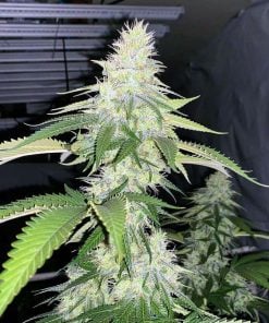 big bud fast flowering strain