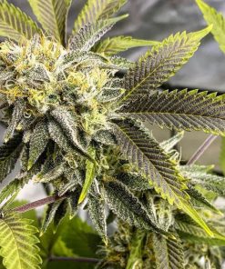 big bud fast strain