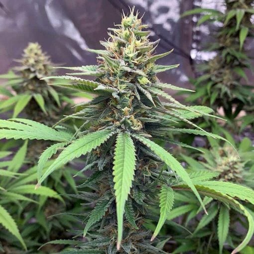 blue cheese marijuana seeds