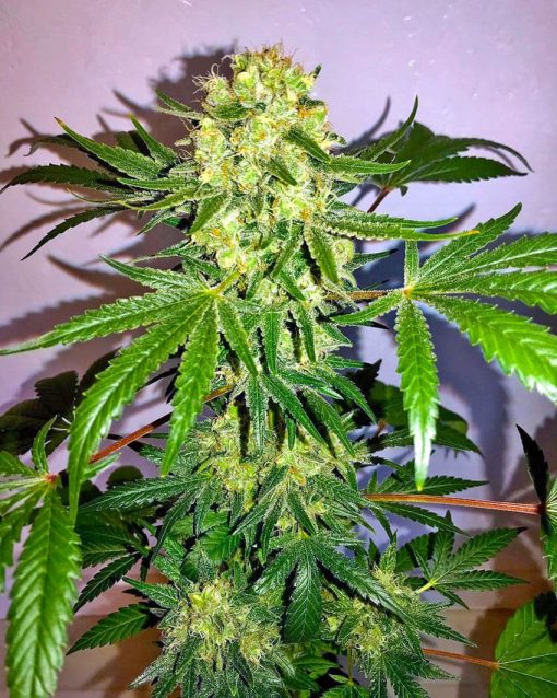 fast flowering ak-47 seeds