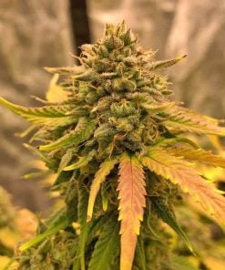 fast flowering amnesia haze seeds