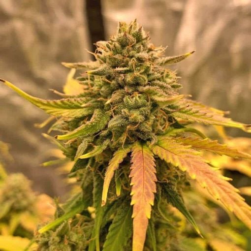 fast flowering amnesia haze seeds