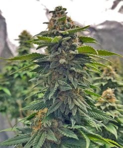 feminized blue cheese seeds