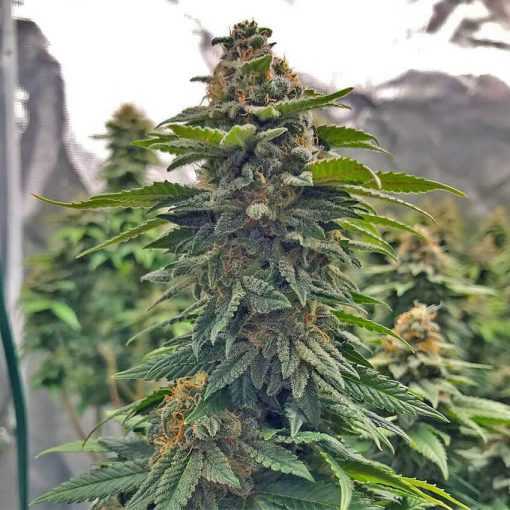 feminized blue cheese seeds