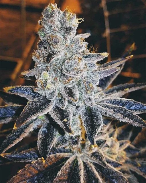 feminized humboldt weed seeds