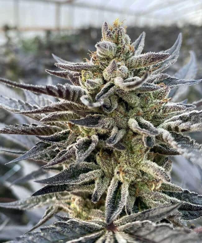 Semi di Cannabis dal THC alto - Dinafem Seeds