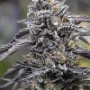 graines de marijuana Humboldt