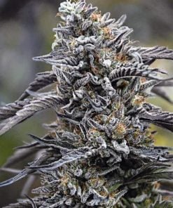 humboldt marijuana seeds