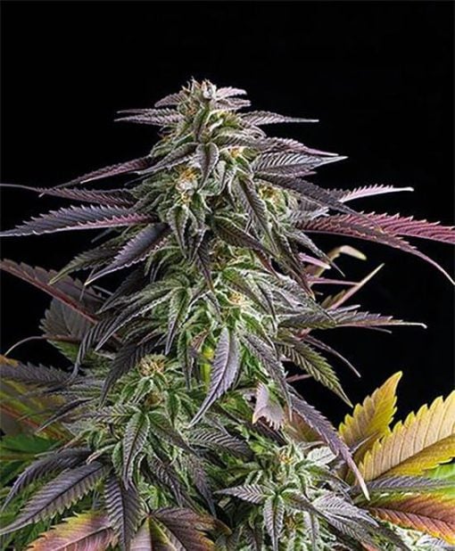 Humboldt Seeds for Sale