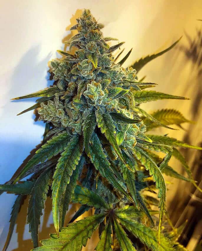 Rare Vtg Alaska Grown Matanuska ThunderFuck Marijuana Weed Cannabis Belt Buckle