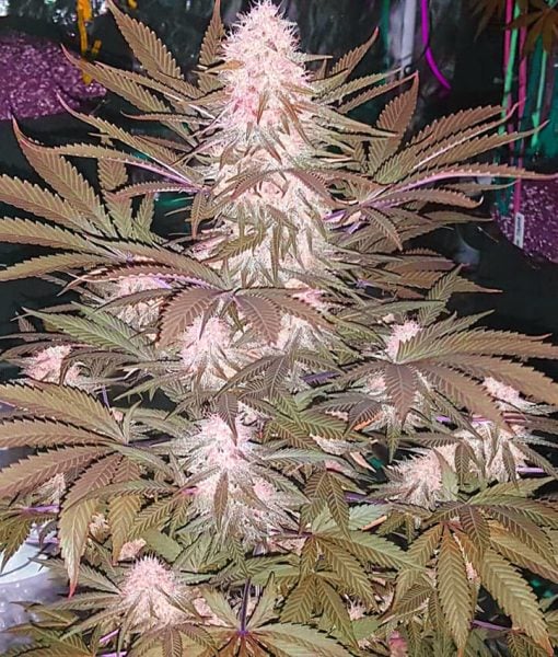 Variété Alaskan Thunder Fuck ATF Seeds