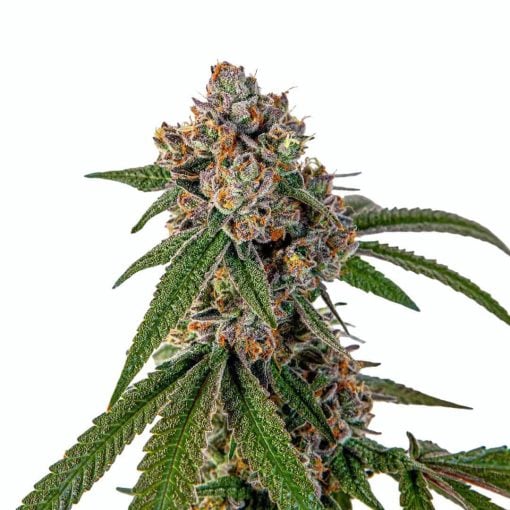 buy runtz seeds