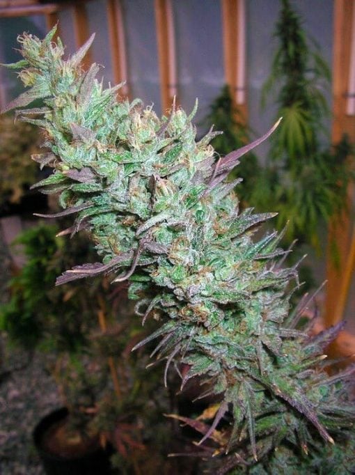 sweet island skunk seeds