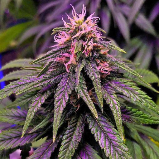 feminized cream caramel cannabis seeds