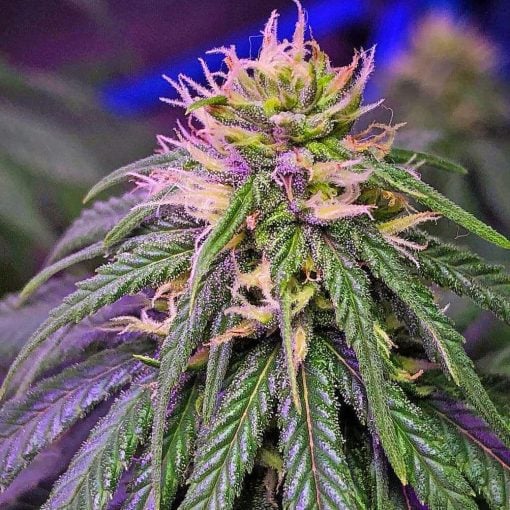 feminized cream caramel weed seeds