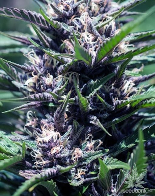 feminized purple thai seeds