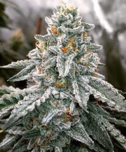 feminized runtz cannabis seeds