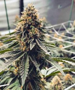 feminized runtz marijuana seeds