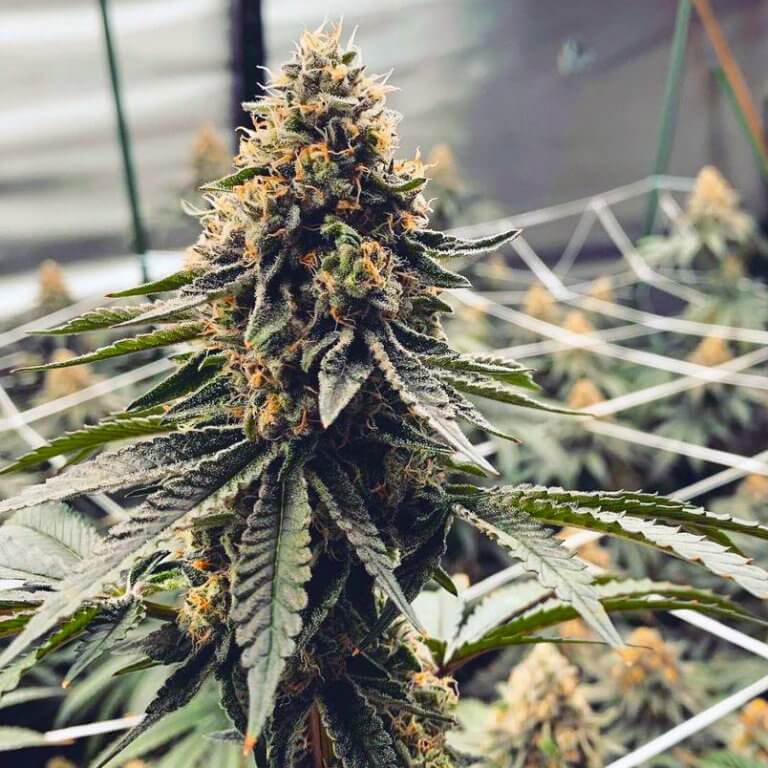 Runtz Seeds for Sale Marijuana Strain Seed Bank