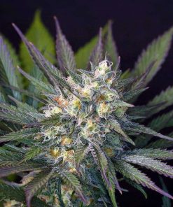 semillas de cannabis somango feminizadas