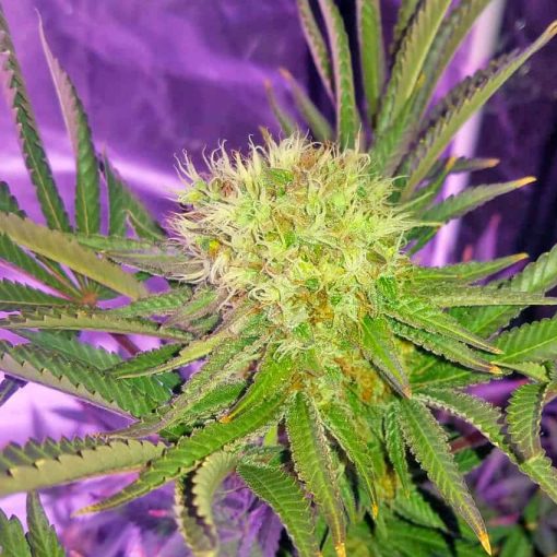 feminisierte Somango-Cannabissorte