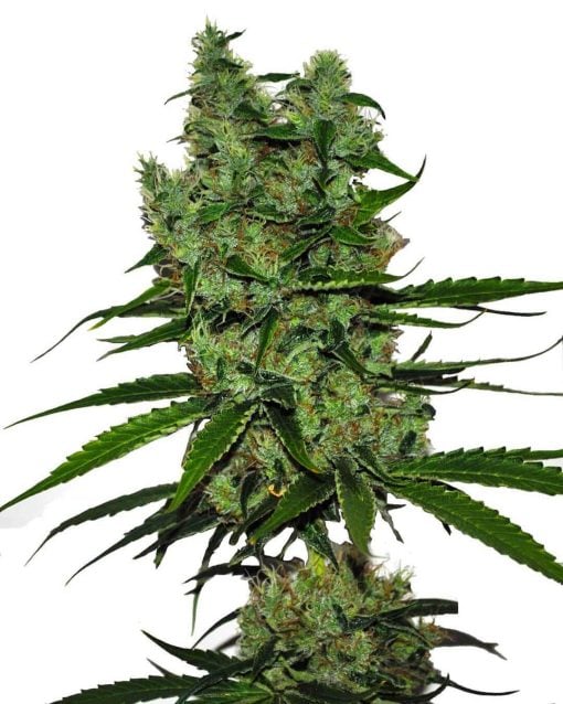 feminized somango marijuana seeds