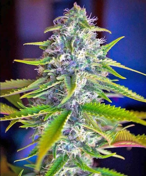 feminized somango strain