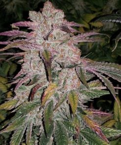 purple thai cannabis seeds