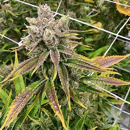 semillas de marihuana purple thai