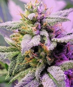 purple thai seeds