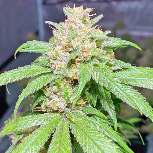 somango weed strain