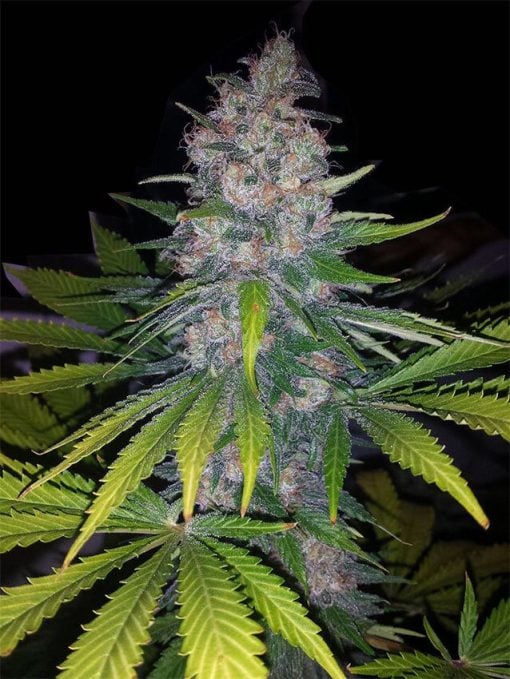 sweet island skunk plant