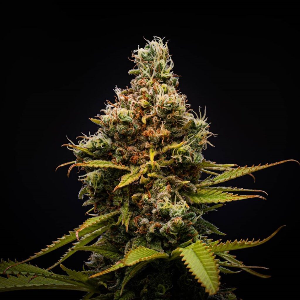autoflowering seeds feminized