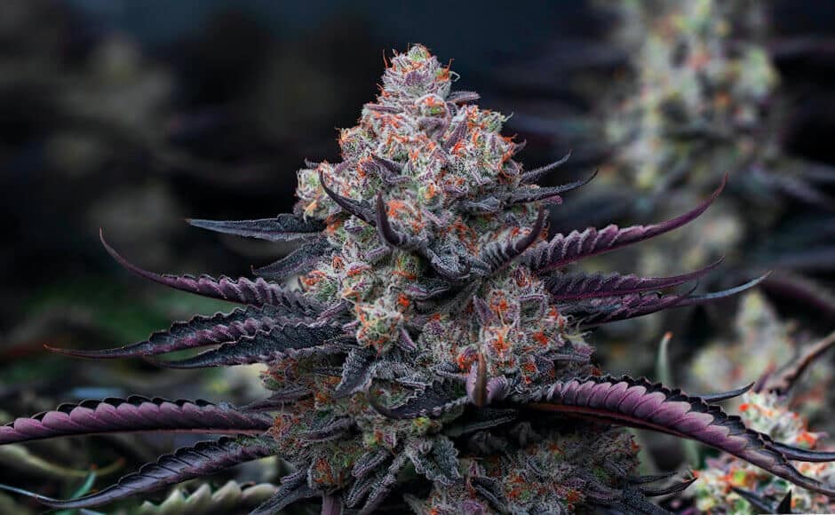 feminized weed seeds usa united states