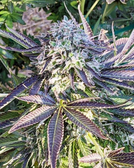 blueberry fast flower seeds