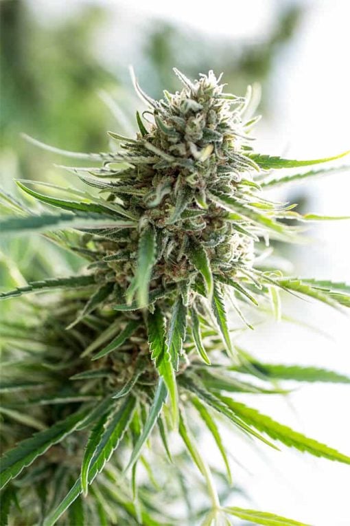 fast flowering critical mass seeds