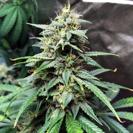 fast blueberry cannabis seeds