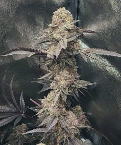 Feminized ice cream cake seeds