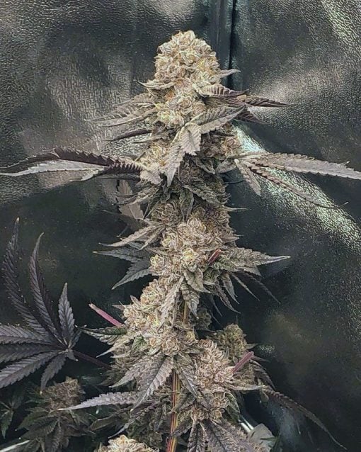 Feminized ice cream cake seeds