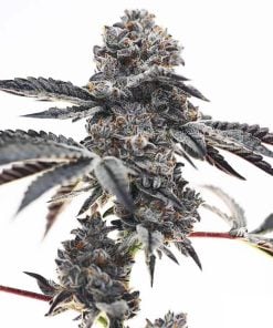 Feminized ice cream cake strain