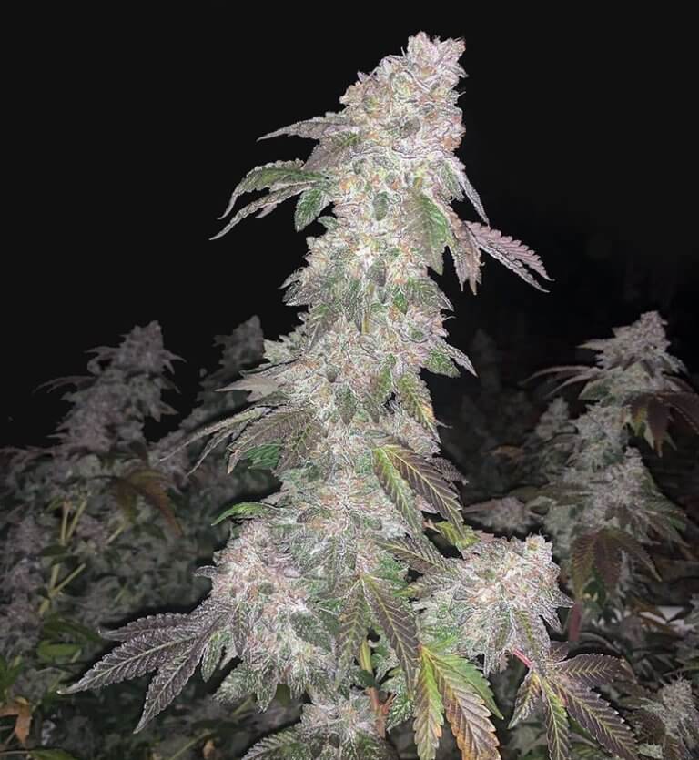 ice cream cake strain indoor ice cream cake strain indoor