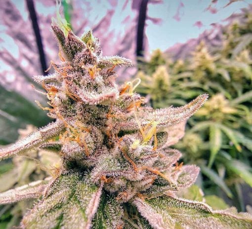 pineapple autoflower seeds