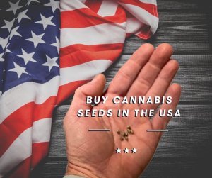 Cannabis Seeds USA buy cannabis seeds in usa Buy Cannabis Seeds USA