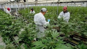 Las semillas de cannabis autoflorecientes feminizadas y las semillas de  marihuana de growerschoice