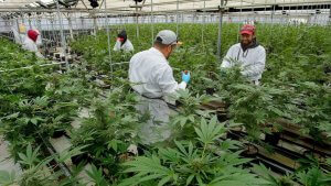 Graines de cannabis de Californie