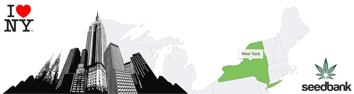 NEW YORK SEED BANK nyc seed bank new york CANNABIS seeds ny ny seed bank new york cannabis seeds nyc
