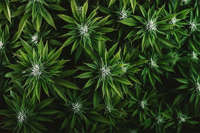 weed seeds seed bank cannabis seeds