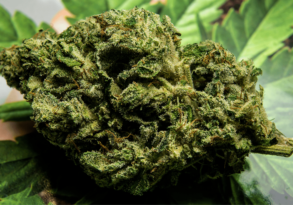 Understanding the Art of Curing Cannabis: A Comprehensive Guide Seedbank Website Blog Banner Seedbank Website Blog Banner