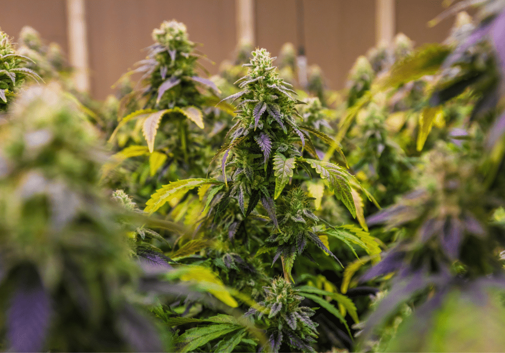 Understanding the Art of Curing Cannabis: A Comprehensive Guide Seedbank Website Blog Banner Curing Cannabis Seedbank Website Blog Banner Curing Cannabis