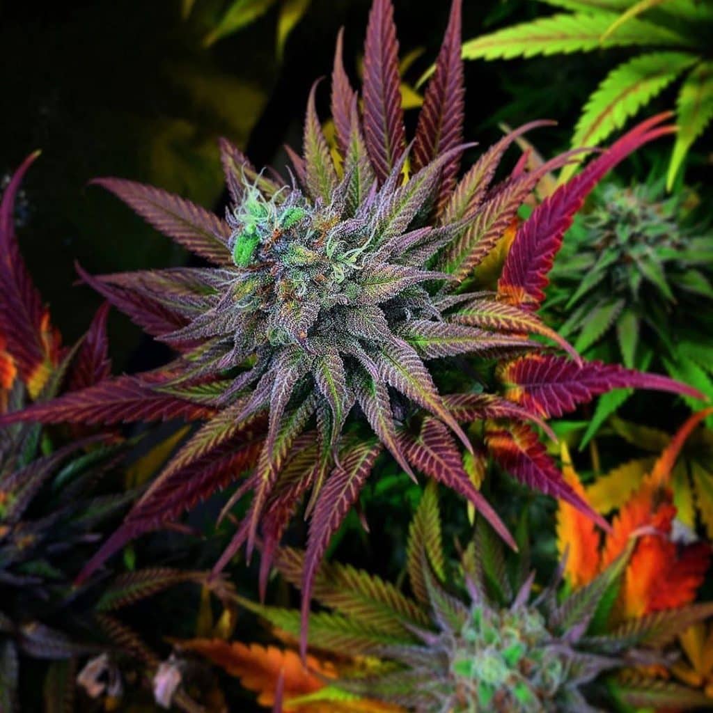 exotic cannabis seeds